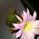 plutonash06 adlı kullanıcı